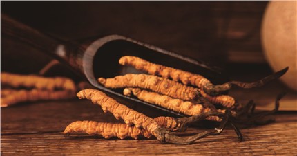 什么是斷草？斷草和冬蟲夏草的區(qū)別和購買常識