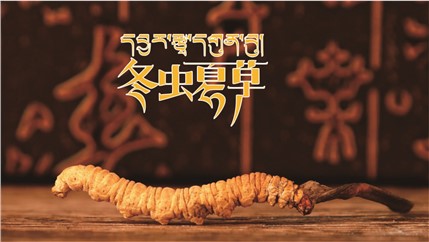 那曲新鮮冬蟲(chóng)夏草什么時(shí)候采挖？